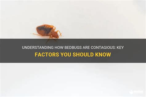 Understanding How Bedbugs Are Contagious Key Factors You Should Know Medshun