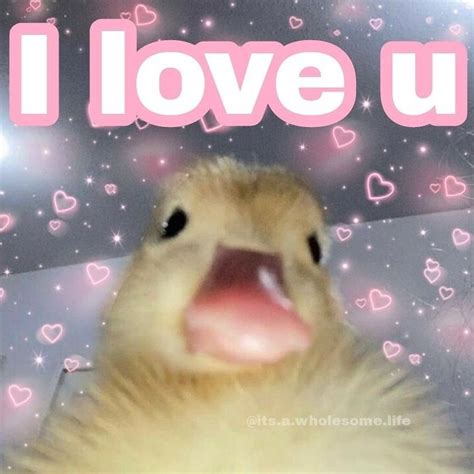 Wholesome Duck Memes Duck Memes Duck Pictures Funny Duck