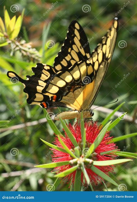 Farfalla Di Swallowtail Fotografia Stock Immagine Di Farfalla