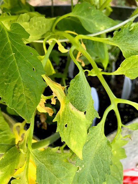 Yellow Leaves On Tomato Plants Heres Why And How To Fix It