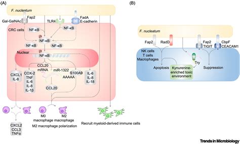 Fusobacterium Nucleatum A Key Pathogenic Factor And Microbial