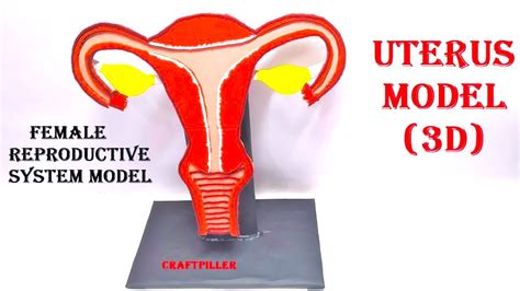 Female Reproductive System Model Making Uterus Model 3d Diy Craftpiller Howtofunda Youtube