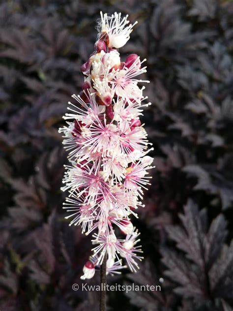 Actaea Simplex ‘pink Spike Plantentuin Esveld