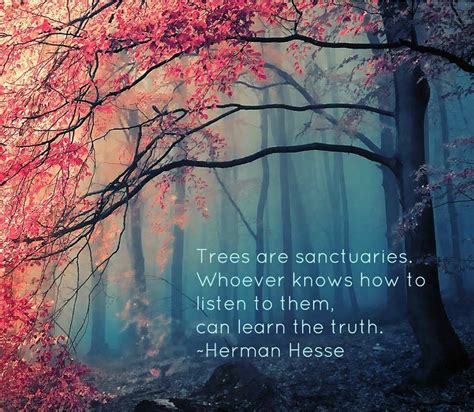 Speak To The Trees A Spiritual Perspective On Nature Wake Up World