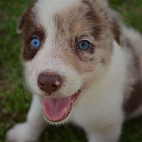 Australian Red Border Collie Puppies For Sale