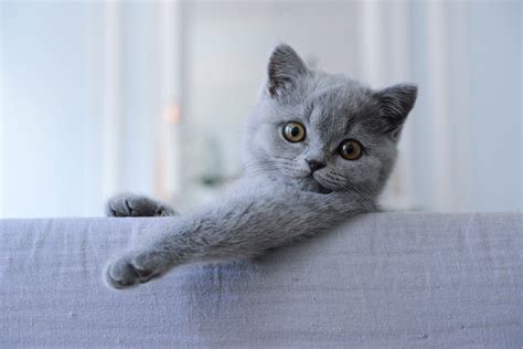 British Shorthair Cats And Kittens Facts You Should Know Before You Buy