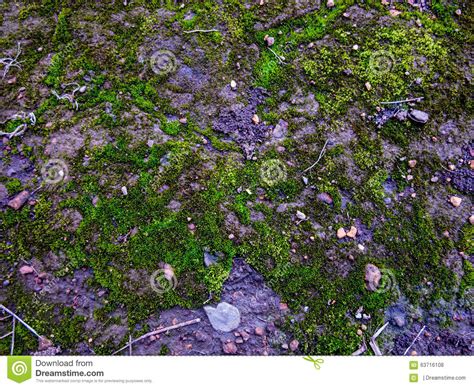 Moss Stock Photo Image Of High Abstract Soil Moss 63716108