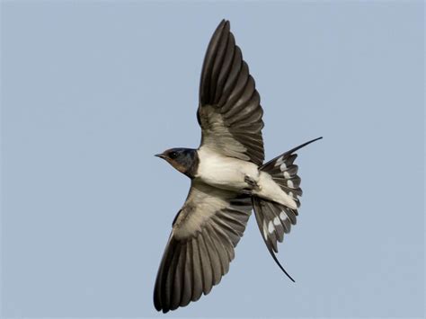 Barn Swallow Celebrate Urban Birds