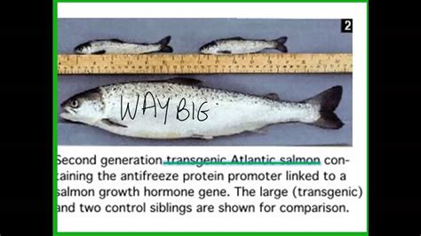 Transgenic plants, insects, fish and. UNIT 3: BIOTECHNOLOGY - TRANSGENIC ANIMALS - YouTube