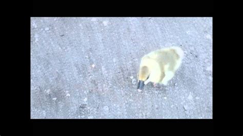 Pampered Gosling Crying While Chasing Me Youtube