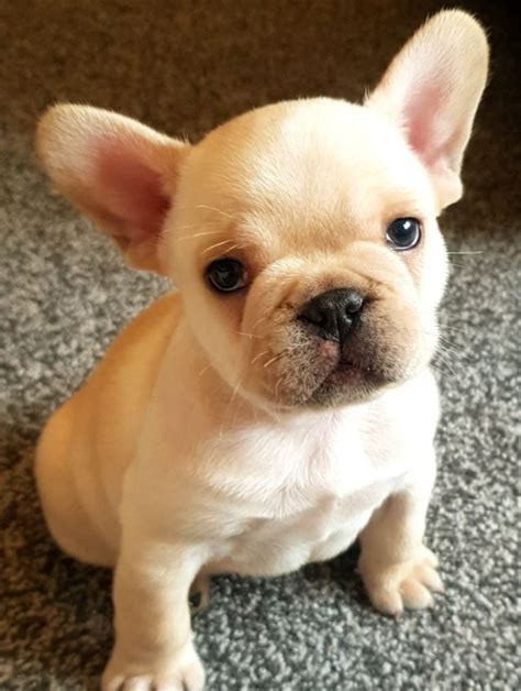 The french bulldog is a delightful little dog who shows little remnants of his gladiator ancestry. Mini French Bulldog Puppies - Bulldog Lover