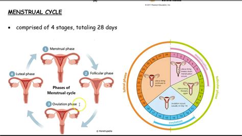 female reproductive system cycle