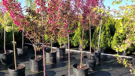 Malus Show Time Crabapple Terrific Proven Winners Tree With