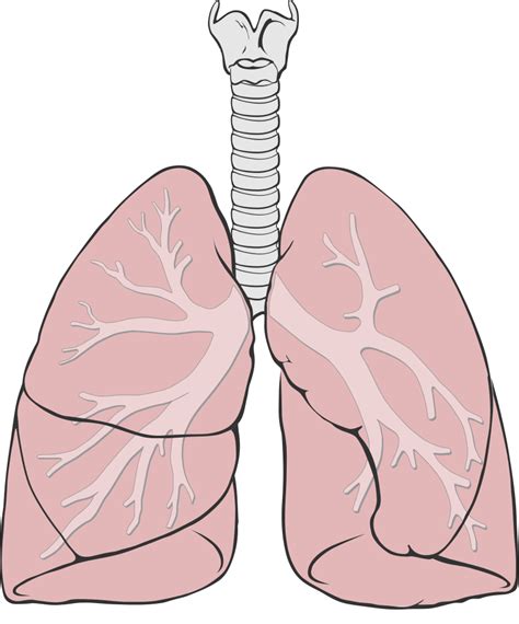 File Lungs Diagram Simple Svg Wikimedia Commons
