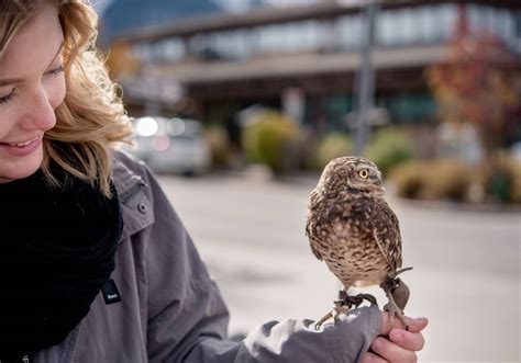 The Alberta Birds Of Prey Centre Visits Canmore Canmore