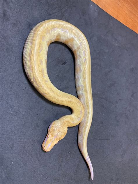 T Albino Goldeneye Blood Python By Danner Constrictors Morphmarket