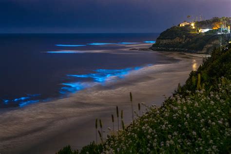 Bioluminescent Waves At California Beaches