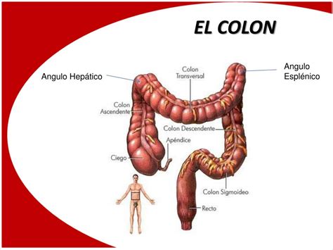 Colon (anatomy) front of abdomen, showing surface markings for liver the colon is the last part of the digestive system in most vertebrates; PPT - COLON POR ENEMA PowerPoint Presentation, free ...