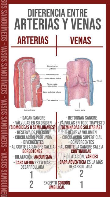 Diferencia Entre Arterias Y Venas Habenuladelrecuerdo Udocz