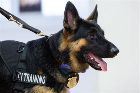 German Shepherd Police Training Vlrengbr