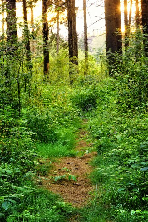 Overgrown Path In The Woods Stock Photo Image Of Life Plant 25965896