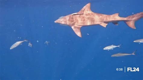 Florida Shark Attack Survivor Recalls Scary Encounter