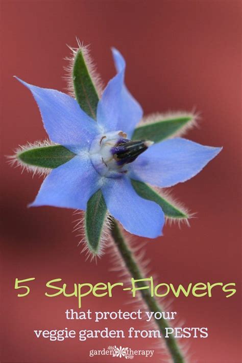 Super Power Flowers That Protect Your Garden From Pests Garden Bugs