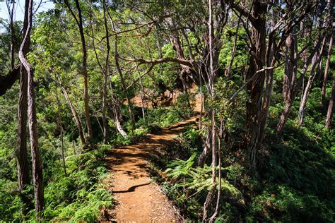 The Aiea Loop Trail On Oahu Hawaii Complete Guide