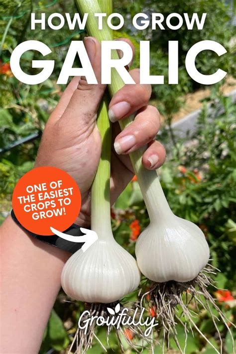 How To Grow Garlic In Your Organic Garden Growfully