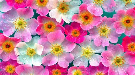 Nature Flower Wallpaper Wallpapersafari
