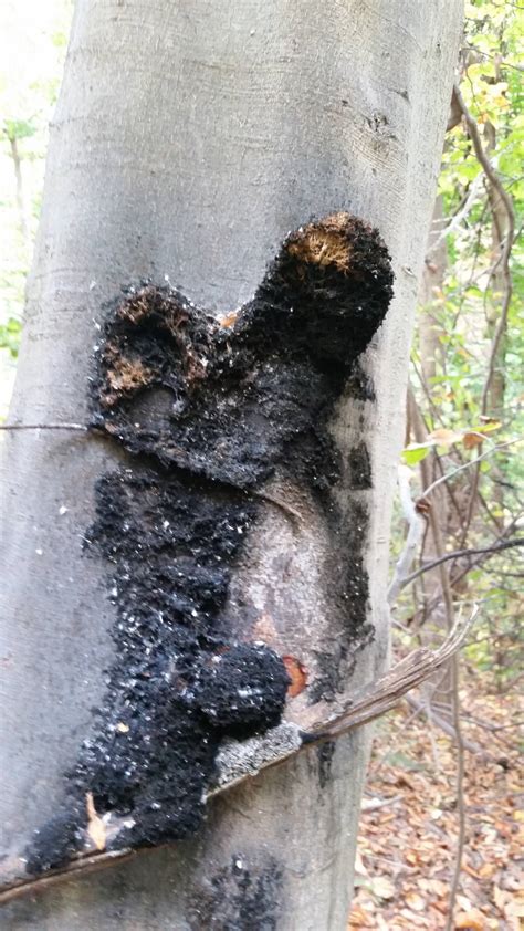 Black Fungus On Trees In Pa Mushroom Hunting And Identification