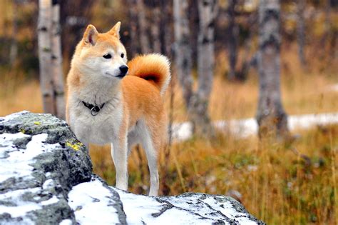Dog Breeds Descended From Foxes Dog Bread
