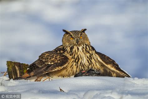 Eurasian Eagle Owl Returned To Wild After Rescue By Forest