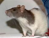 Rat Infestation Photos