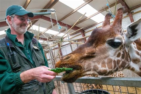 Bosses At Blair Drummond Safari Park Fear Their Giraffe Enclosure Is Haunted