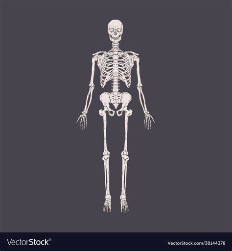 Front View Full Length Human Body Skeleton Vector Image