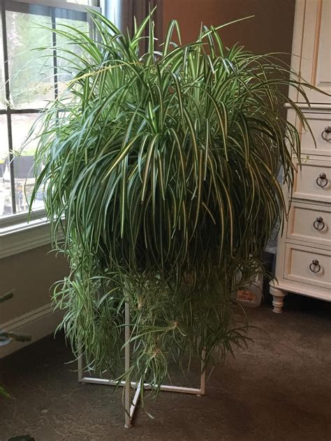 Spider Plants Need A Stand