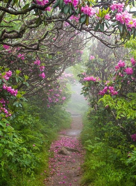 21 Best Beautiful Pathways Images On Pinterest Beautiful