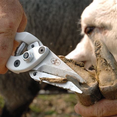 Hoof Trimming And Foot Care For Sheep And Goats Premier1supplies