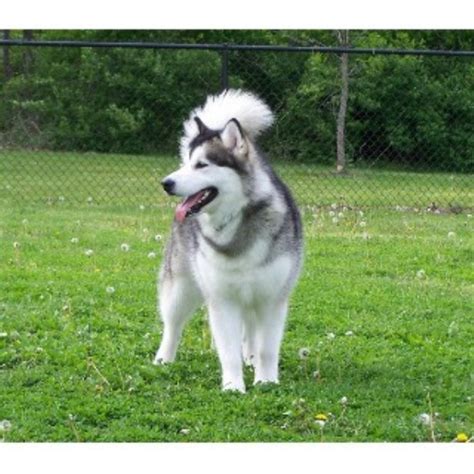 Pure breed alaskan malamute puppies available. Ice Age Alaskan Malamutes, Alaskan Malamute Breeder in ...