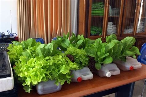 Cara Bertanam Hidroponik Sayuran Sederhana Di Rumah Inspirasi Berkebun