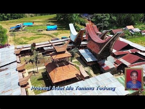 Part Ma Tammu Tedong Ritual Adat Rambu Solo Almh Nenek Emma Kalumpang Balusu Toraja Utara