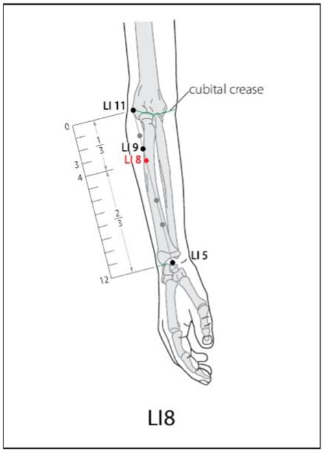 Li 8 Acupuncture Point Acupuncture Point Locations Review