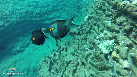 Kauai To Niihau Snorkeling At Lehua Crater Youtube