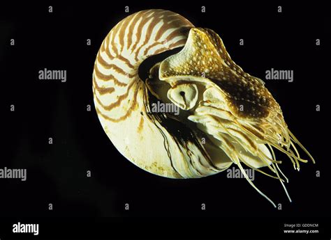 Nautilus Nautilus Macromphalus Stock Photo Alamy