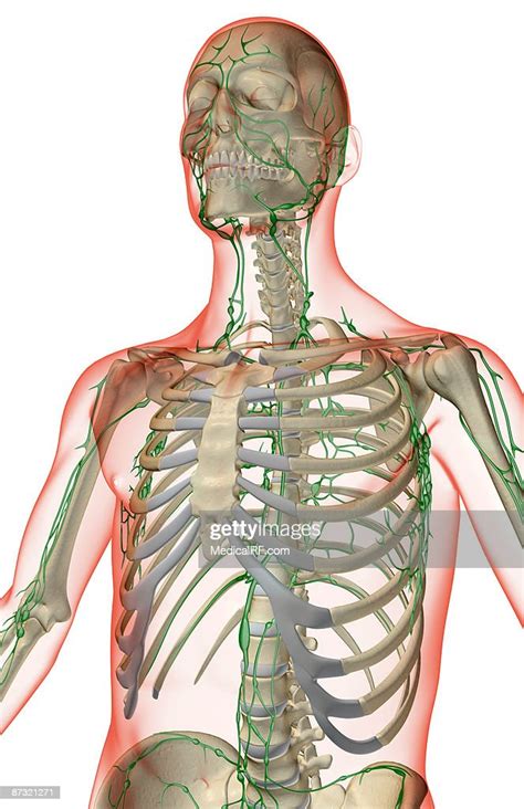 The Lymph Supply Of The Upper Body High Res Vector Graphic Getty Images