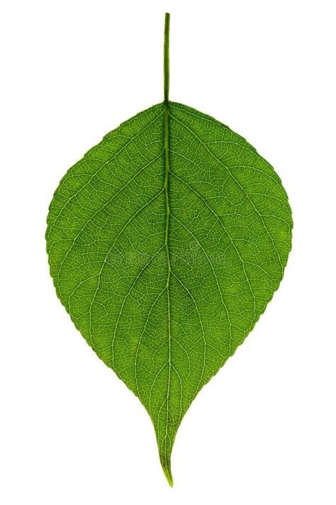 Single Green Leaf Stock Photo Image Of Foliage Leaf 24620898