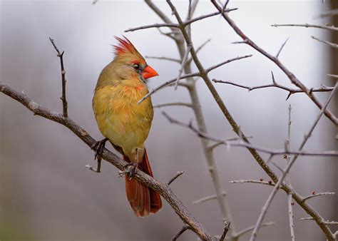 Young Female Cardinal Photograph By Jeff Jarrett Fine Art America