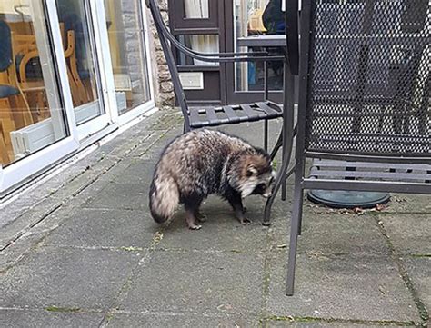 Raccoon Dog That Poses Rabies Risk Found In British Garden Nature