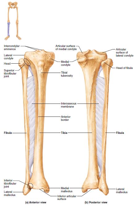 The Tibia And Fibula Human Bones Anatomy Human Anatomy And
